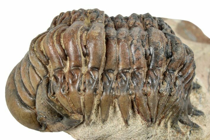 Detailed Crotalocephalina Trilobite - Atchana, Morocco #254512